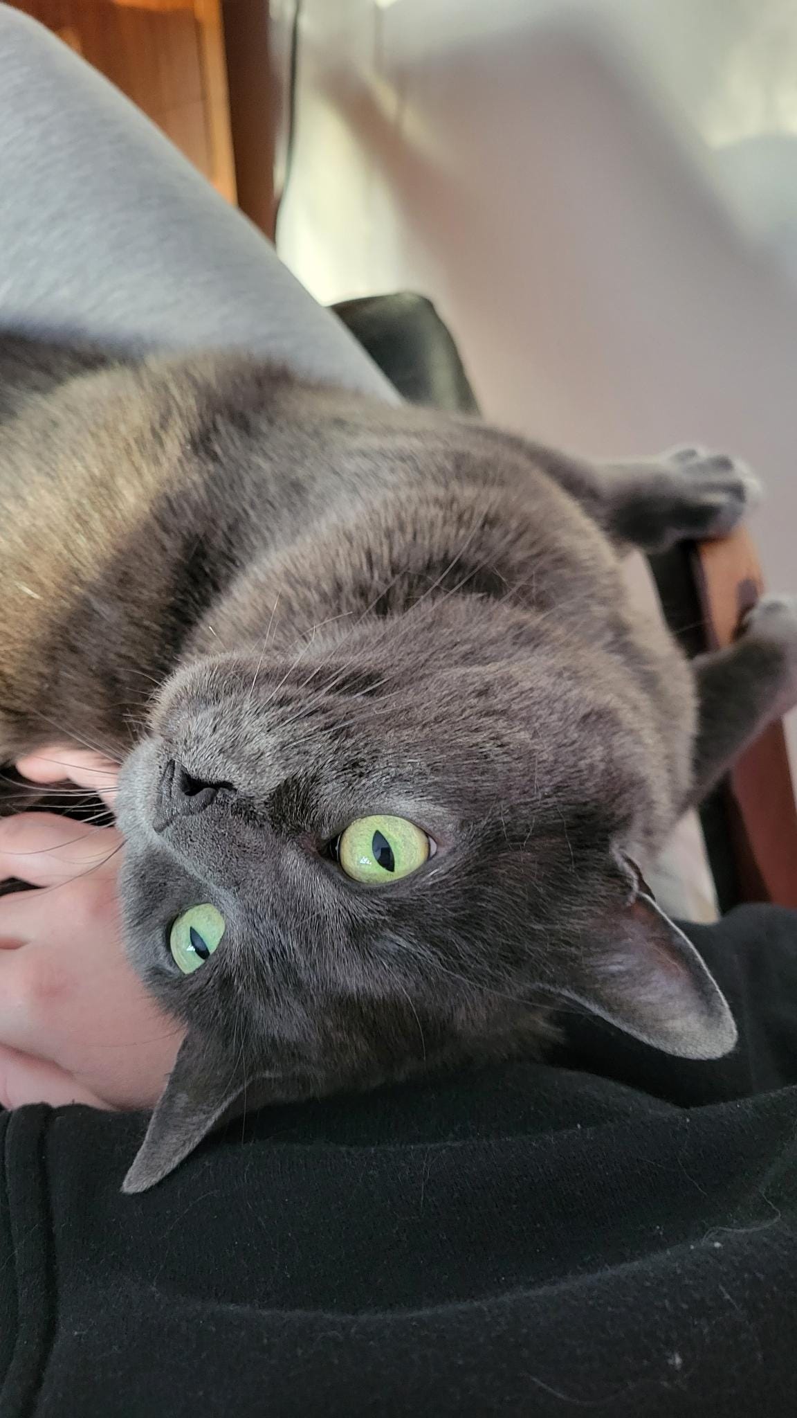 A close up of a steel grey cat looking upwards with green eyes, her front paws rest on an arm rest
