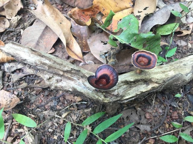 A wooden stick on the floor of a forest with two fungi growing on it.