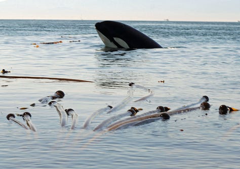Orcas spyhopping