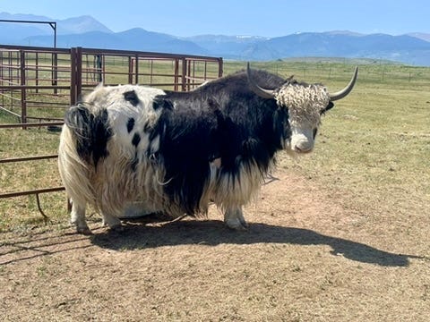 Yak Herd at Sophie and Jason’s Ranch