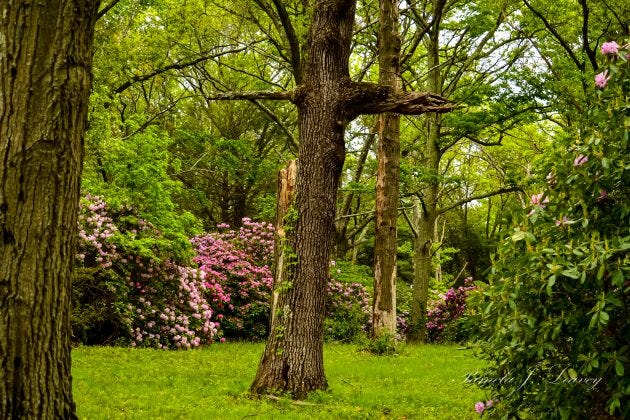 Grove of Trees and Rhododendrons in Maudslay State Park