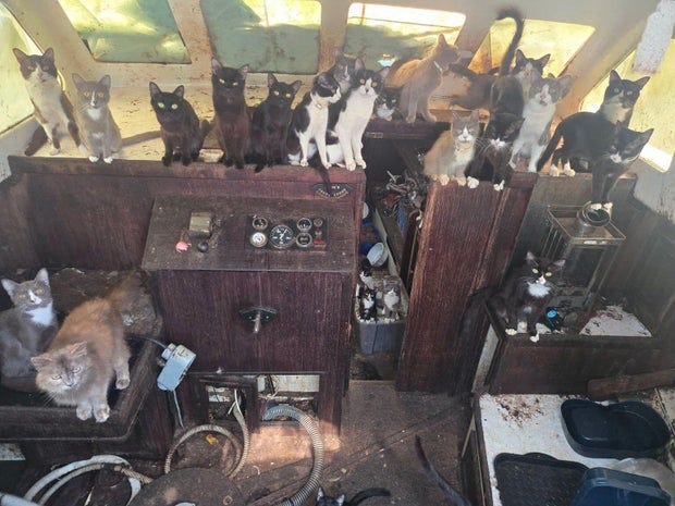 tacoma-cats.jpg 