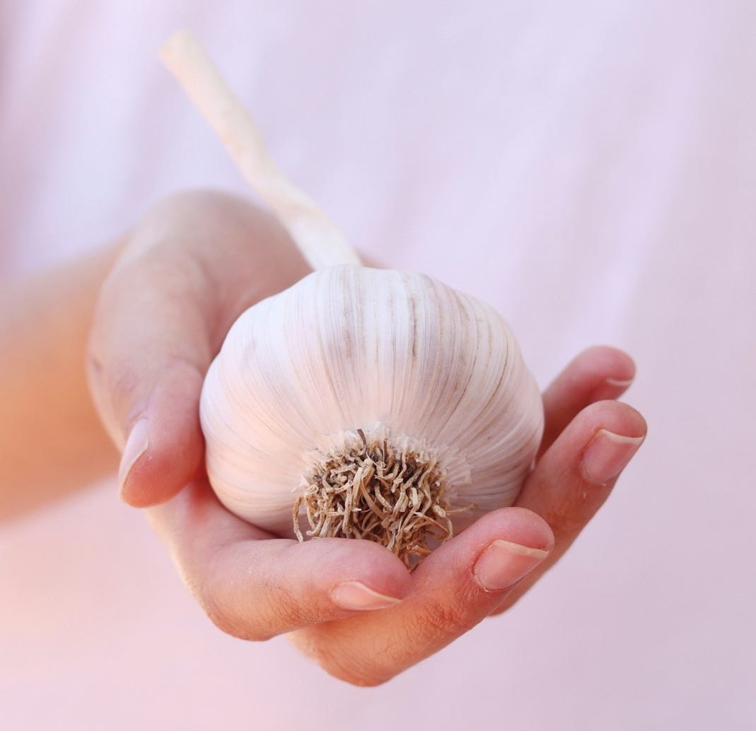 white and brown flower on persons hand
