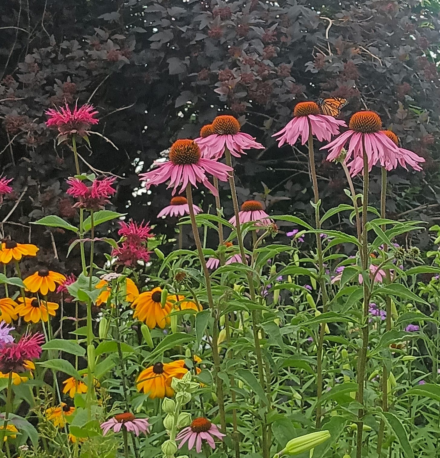 I don’t know who invented Bloomscrolling, but it’s one social media trend I can get behind! This is a picture I took of a Duluth, MN garden featuring purple echinacea, golden Black-Eyed Susans, and an orange and black monarch butterfly on a flower.   