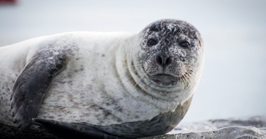 a seal sitting on top of a rock next to a body of water