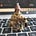 Xianyang City Bureaucrat's avatar