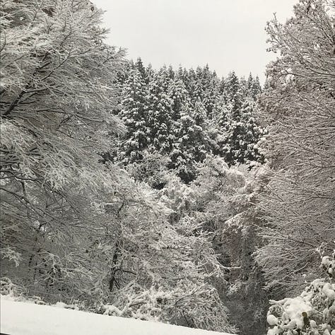 scenes of snow and trees