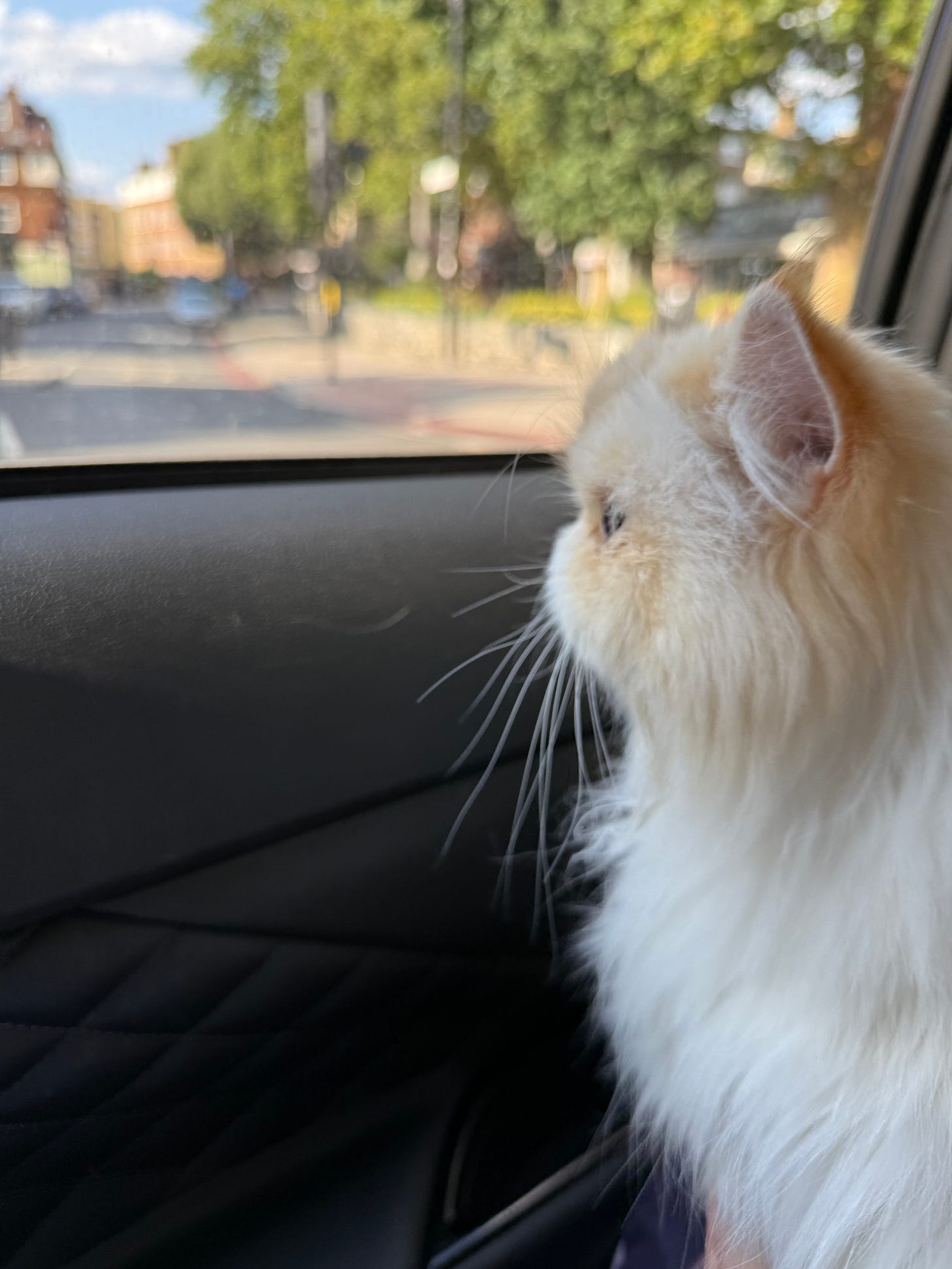 A beautiful close-up photo of Misho, a fluffy cream-colored Persian cat, sitting on Georgina Dean's lap in a car. He is in profile, looking intently out the window at a blurry street scene.
