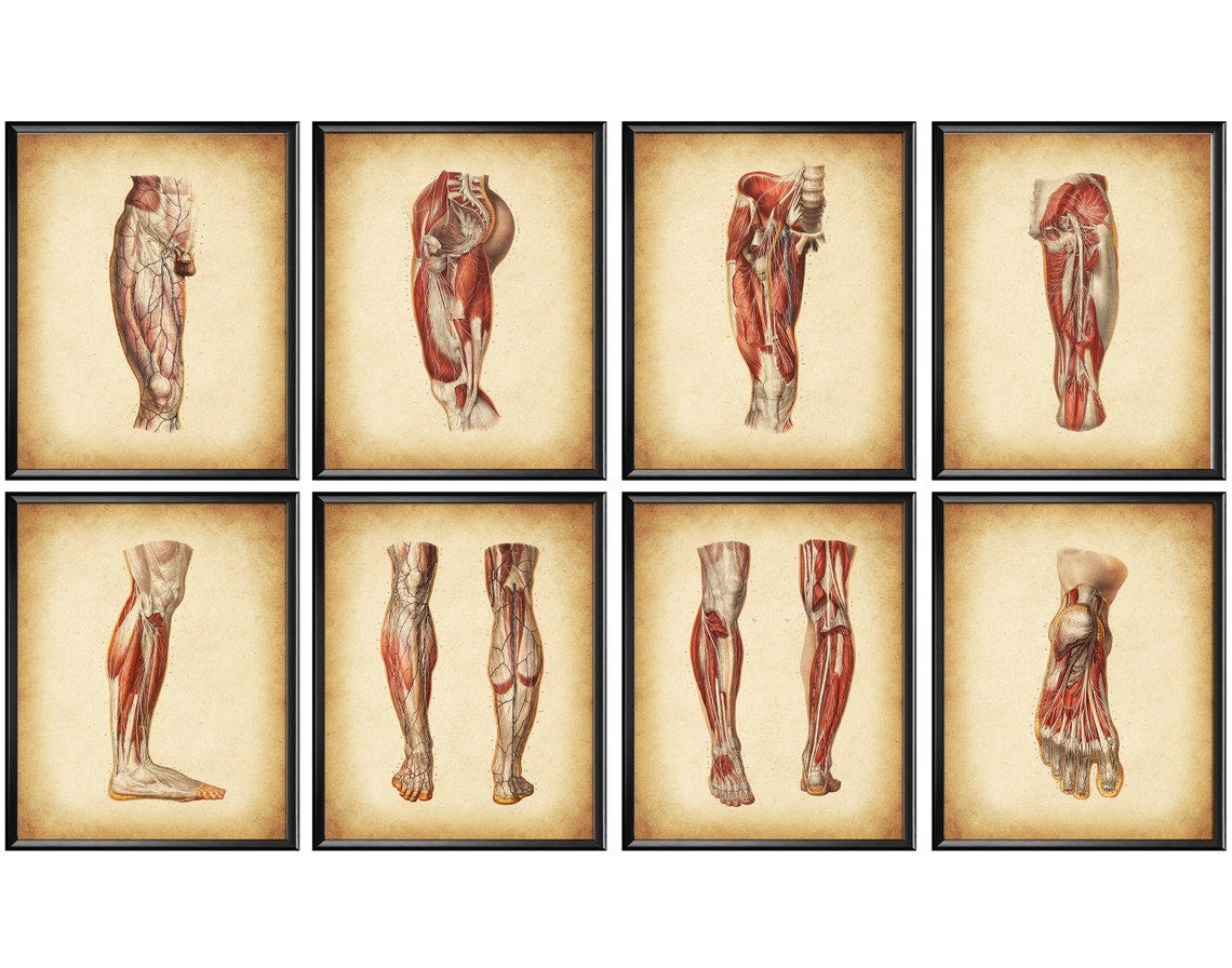 8 Leg Muscle Anatomy Art Vintage Medical Poster Antique Surgery Art Anatomy of Lower Limb Podiatry Illustration Podiatrist Gift Massage Art image 1
