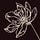 The Scents of Lily