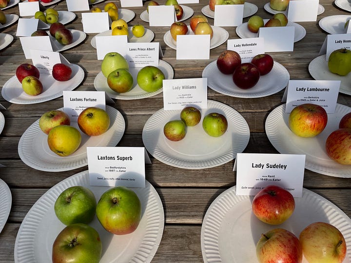 a hundred apple varieties laid out on a table
