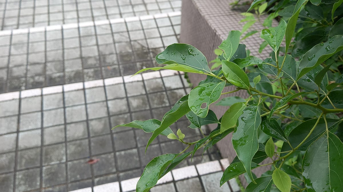 September 15, 2026 都說不一定要結婚生子的我，成為了阿母。