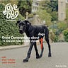 Drew Webster's K9 to 5