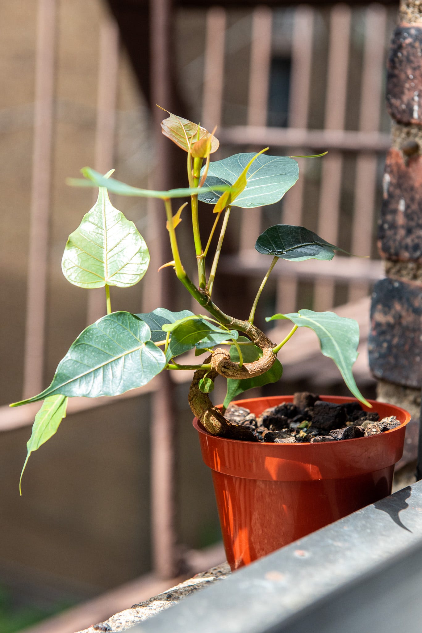 ID: Twisty ficus religiosa bonsai