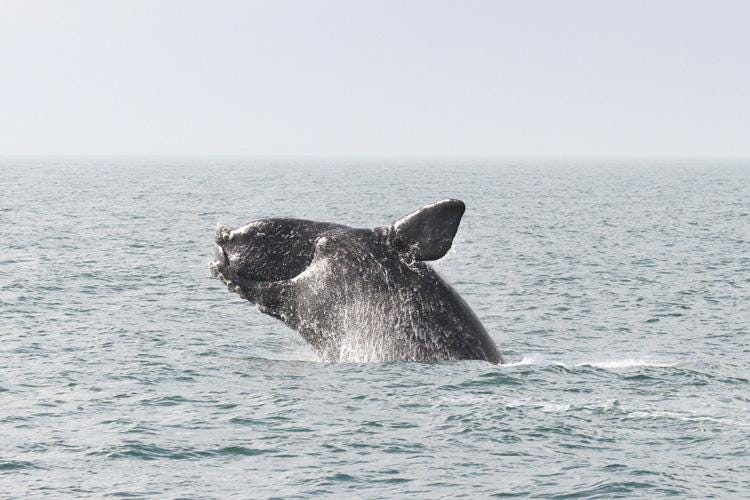 North Atlantic Right Whale | NOAA Fisheries North Atlantic Right Whale | NOAA Fisheries