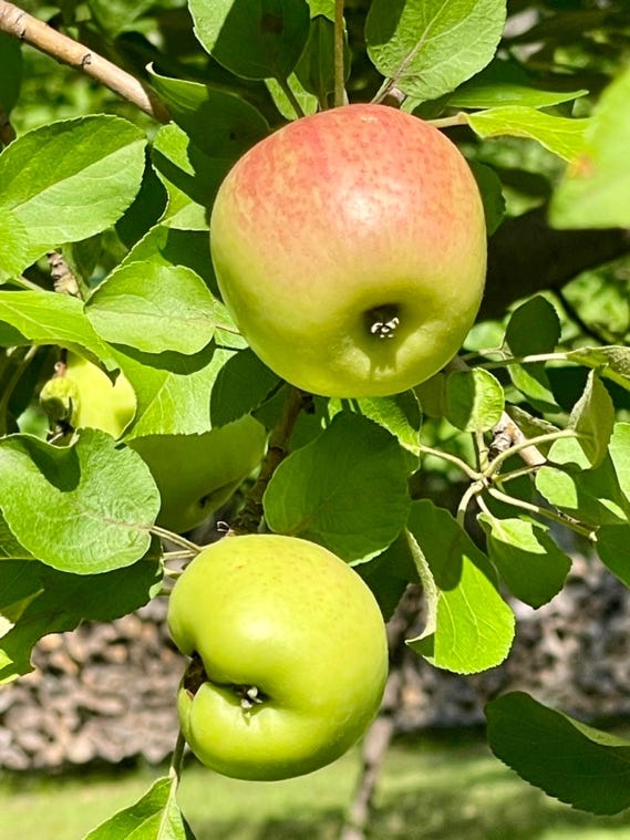 A close up of a fruit on a tree

Description automatically generated