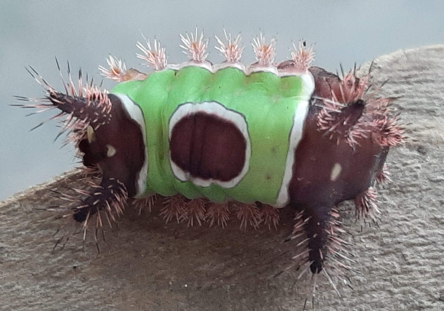 Saddleback caterpillar