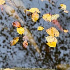 The bottom of the basket