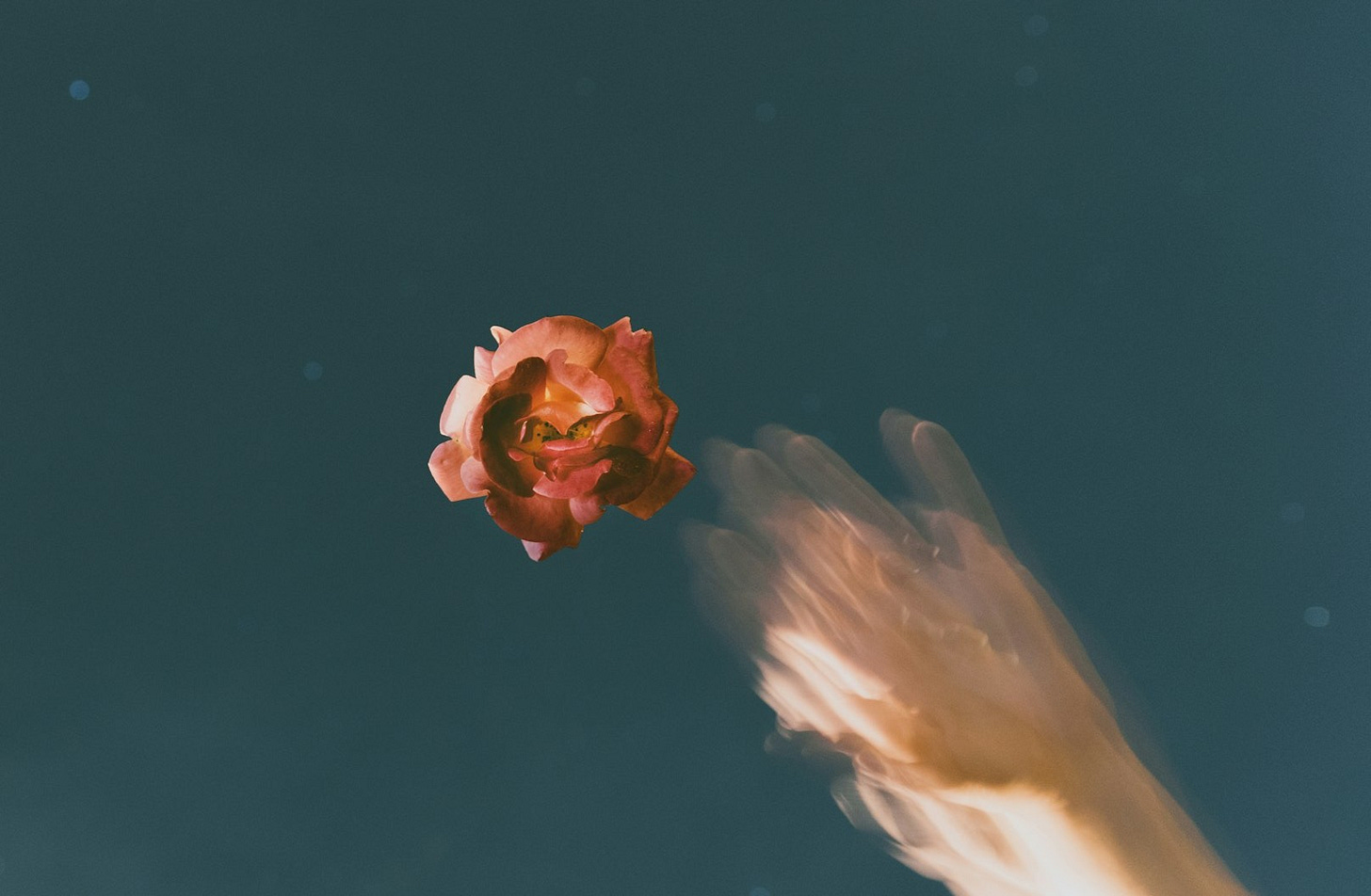 red flower on body of water with human hand reflection