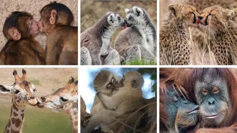 Getty The image is a composite of several different species kissing. Clockwise from top left: two monkeys kissing; two lemurs with their faces touching; two cheetahs appearing to kiss each other on the mouth; an orangutan kissing another on the cheek; two monkeys kissing with their eyes closed and two giraffes appearing to kiss each other on the lips Getty The image is a composite of several different species kissing. Clockwise from top left: two monkeys kissing; two lemurs with their faces touching; two cheetahs appearing to kiss each other on the mouth; an orangutan kissing another on the cheek; two monkeys kissing with their eyes closed and two giraffes appearing to kiss each other on the lips