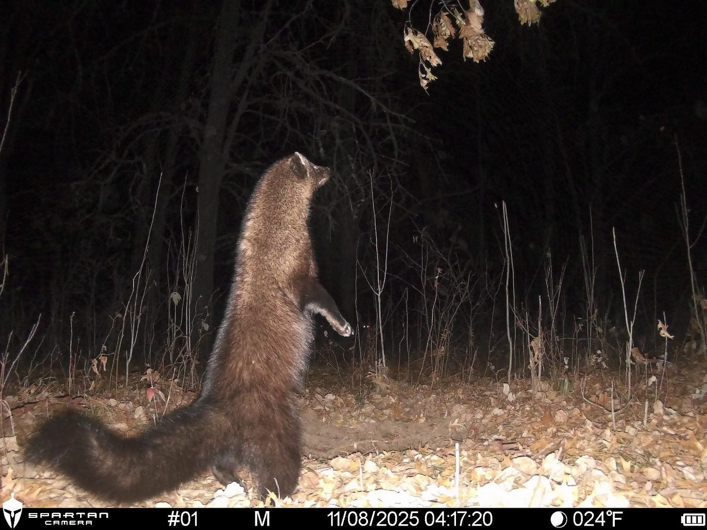 May be an image of pine marten May be an image of pine marten