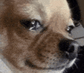 a close up of a dog 's face with its eyes closed and looking at the camera .