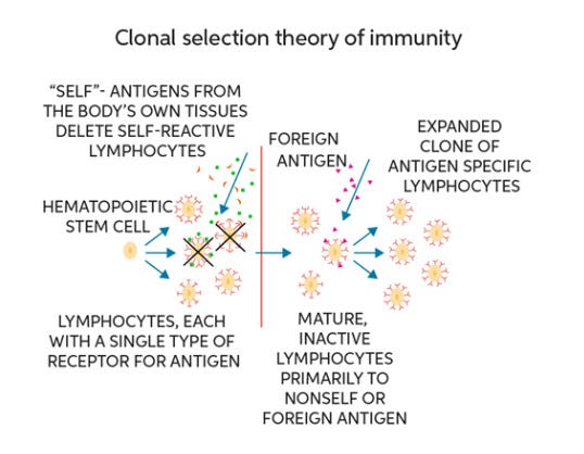 Learn About Clonal Selection Theory | Chegg.com