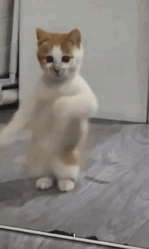 a cat is standing in front of a mirror dancing . a cat is standing in front of a mirror dancing .