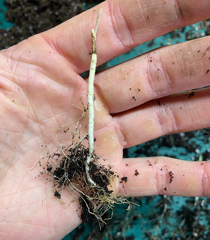 Two photos of downy gentian seedlings (Gentiana puberulenta), showing how the taproot swells with age.