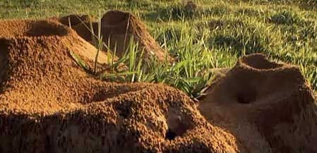 The world's Largest Ant Colony (Amazing Video) | Ant colony, Big ant, Ants