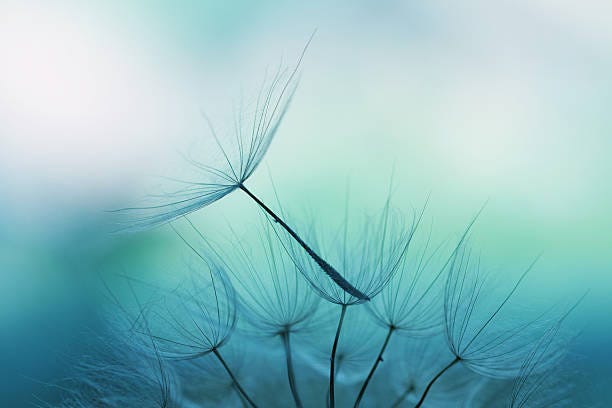 Dandelion seed Dandelion seed, shallow focus Dandelion stock pictures, royalty-free photos & images Dandelion seed Dandelion seed, shallow focus Dandelion stock pictures, royalty-free photos & images