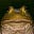 Bullfrog80's avatar