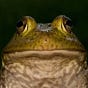 Bullfrog80's avatar