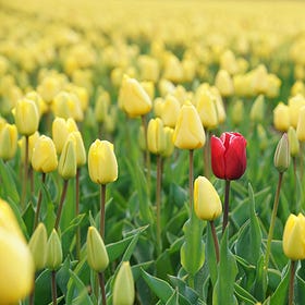 Odd One Out