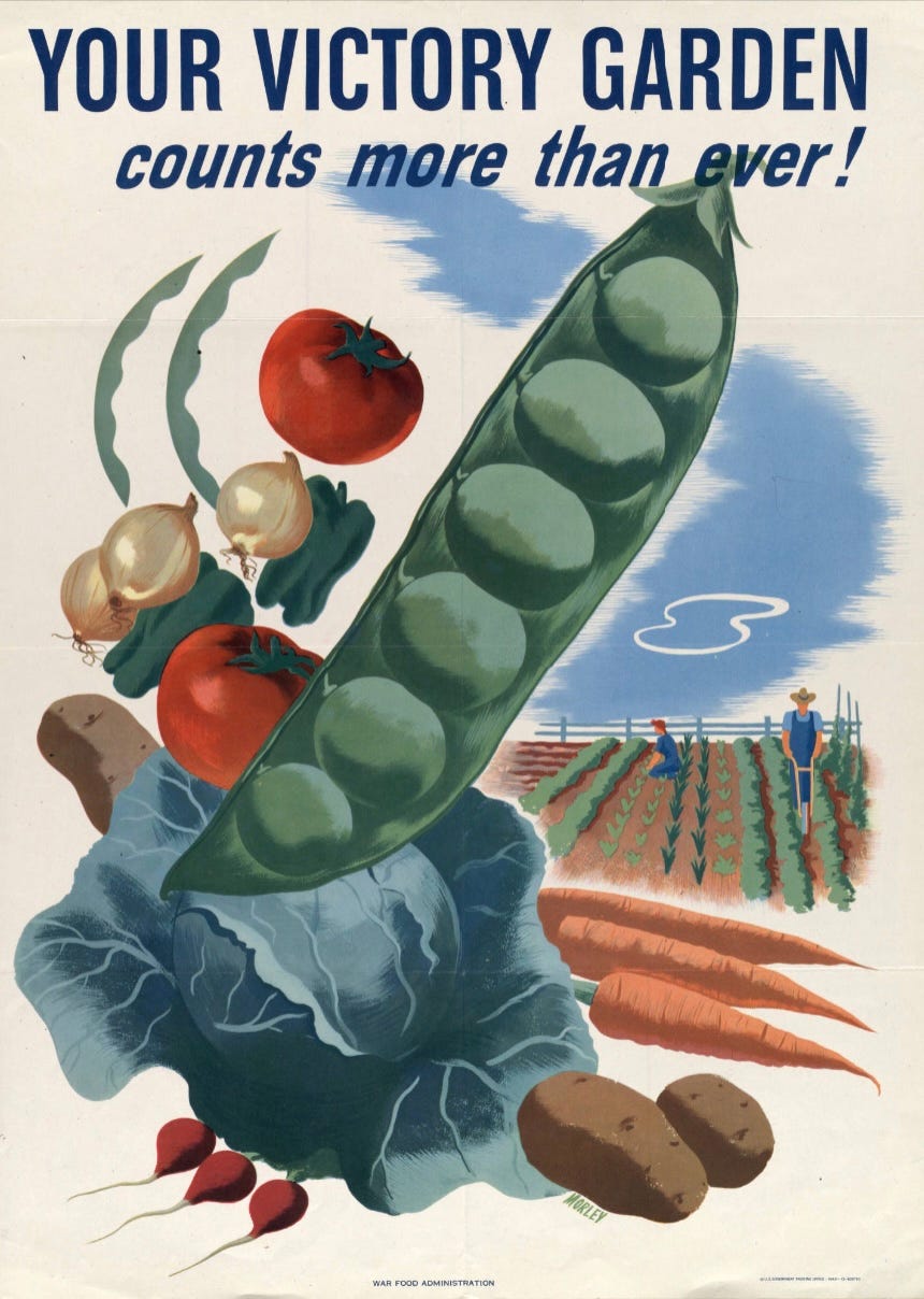 A poster published by the War Food Administration says, Your Victory Garden counts more than ever! In the foreground an assortment of vegetables (cabbage, potatoes, onions, tomatoes, carrots, radishes, snap beans) are all in the same scale to each other, but a gigantic peapod dominates the middle of the poster. Behind this array in the top right corner is a garden with rows of green vegetable plants, a fence at the back, a blue sky with a white doodle to indicate a cloud, and two people working in the garden: a woman in a kerchief kneeling in one of the rows, perhaps weeding, and a man in overalls and a straw hat rolling a manual tiller between two rows of perhaps lettuce. 