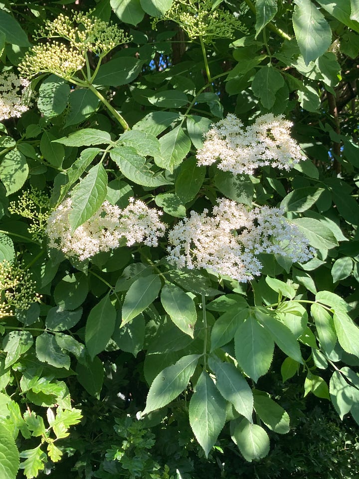 Elderflowers and citrus zest; Elderflowers on tree
