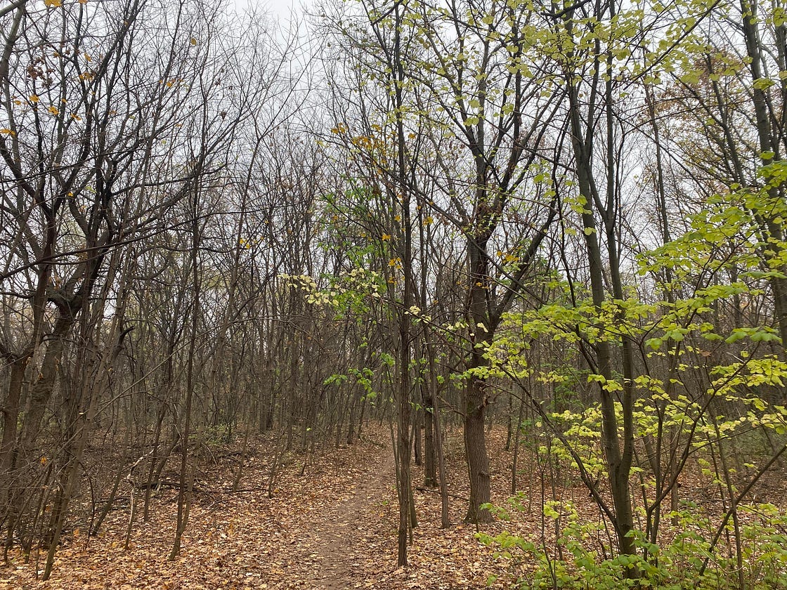 Photo taken by Gabriela Trofin-Tatár, taken during our nature walks in the forest.