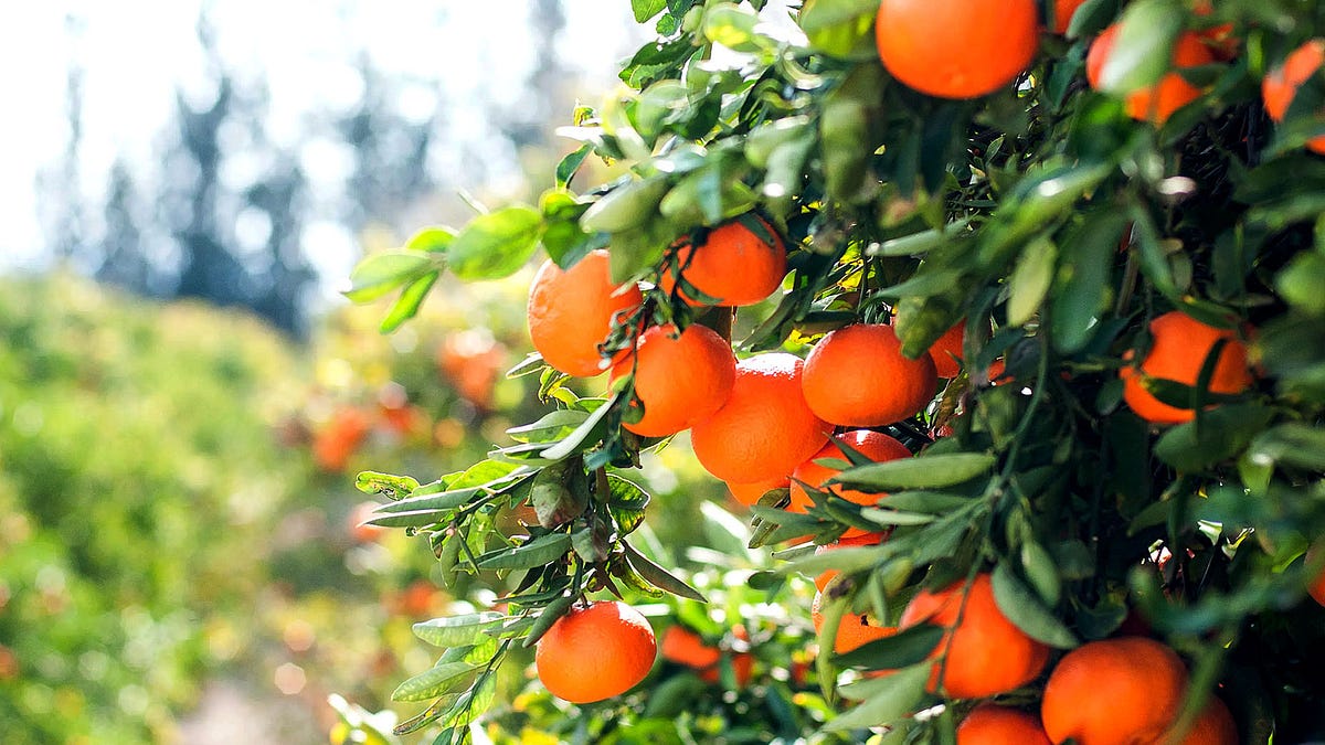 South Africa's farming sector registers modest growth in the second quarter of 2026