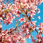 Annum: Bloom