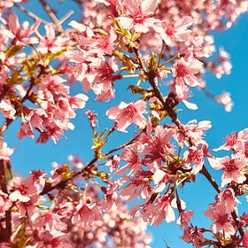 Annum: Bloom
