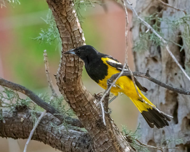 20260422-Chiricahuas-539-Edit.jpg 20260422-Chiricahuas-539-Edit.jpg