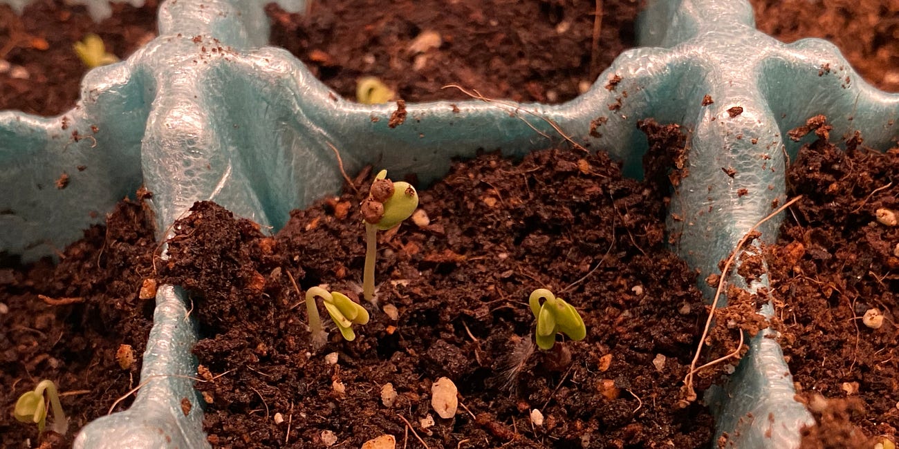Start Seeds for Your Victory Garden Now