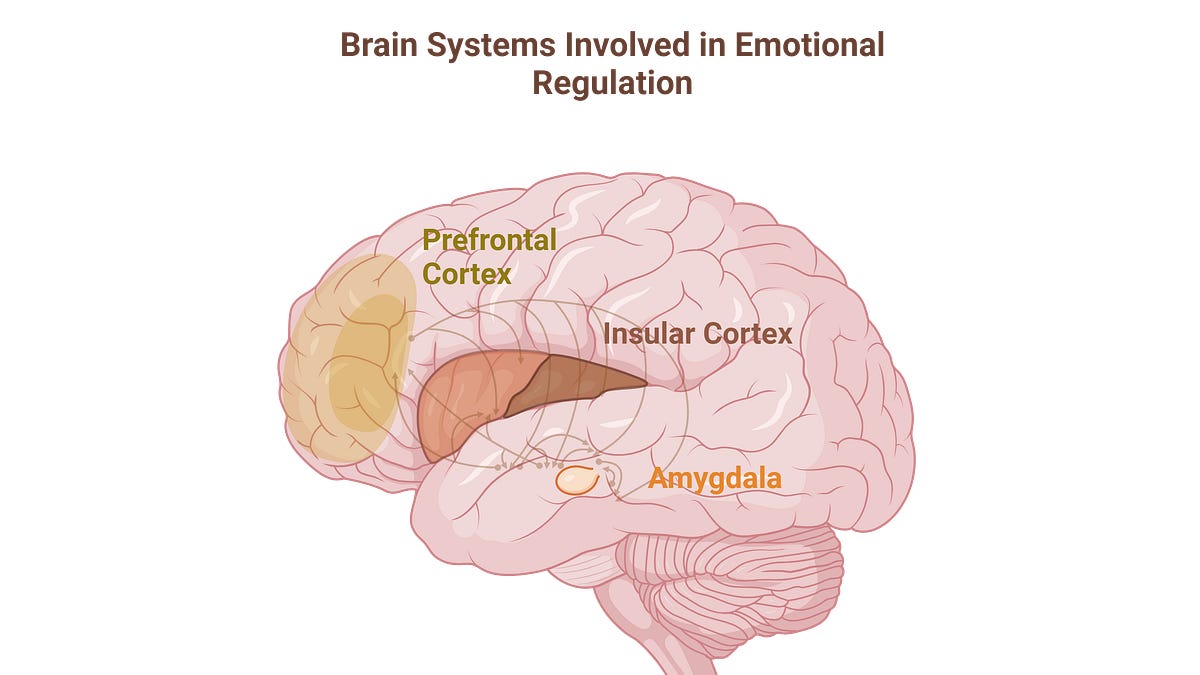 Diagram otak menunjukkan amigdala dan prefrontal cortex dalam regulasi emosi anak