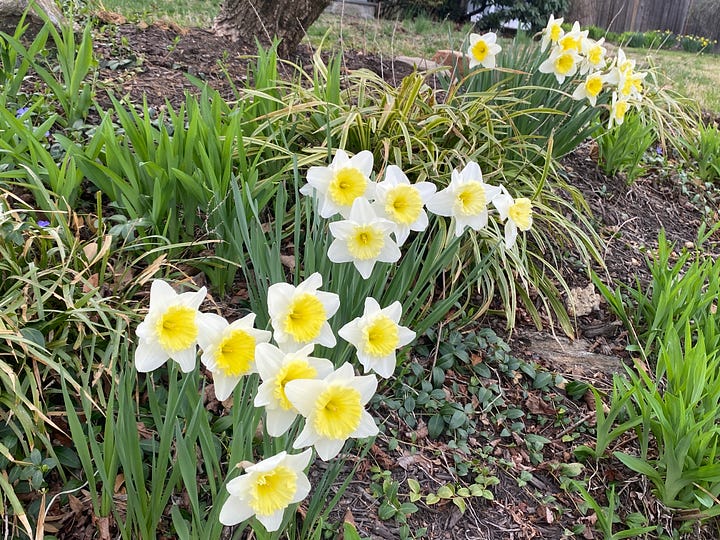 images of cherry blossom trees and daffodils