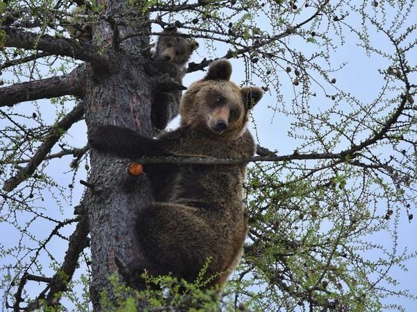 Bears on a tree - photogallery - The Slovak Spectator