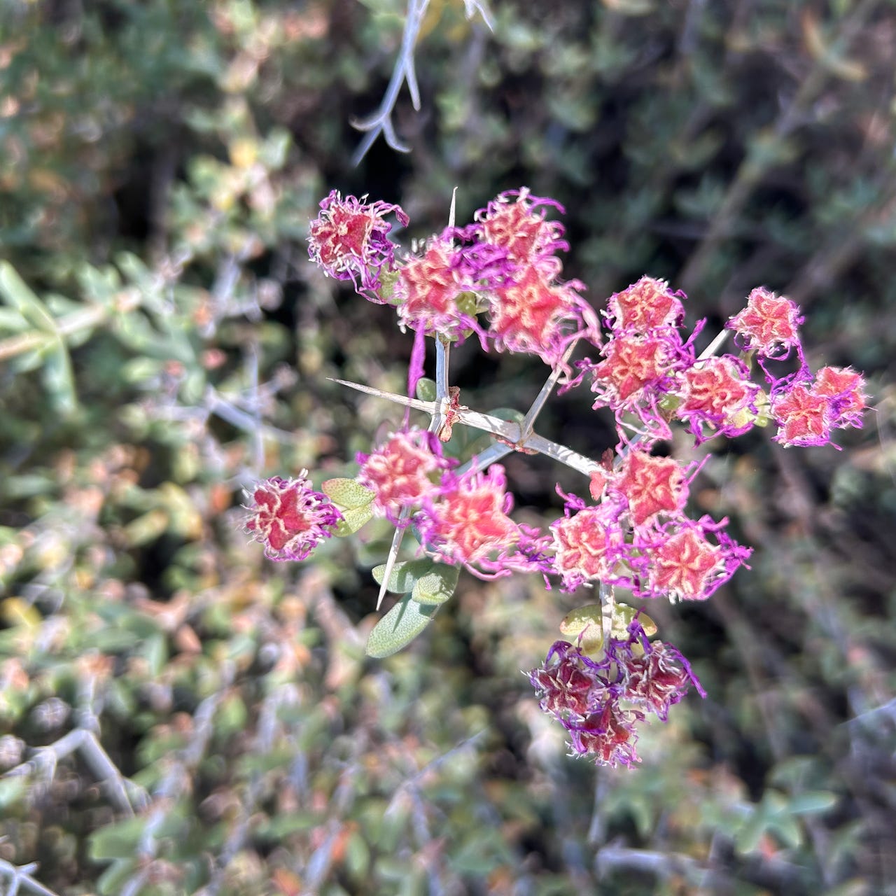 Jennifer’s Substack