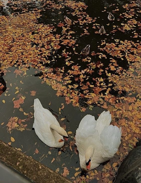 This may contain: two white swans swimming on top of a body of water surrounded by fall colored leaves