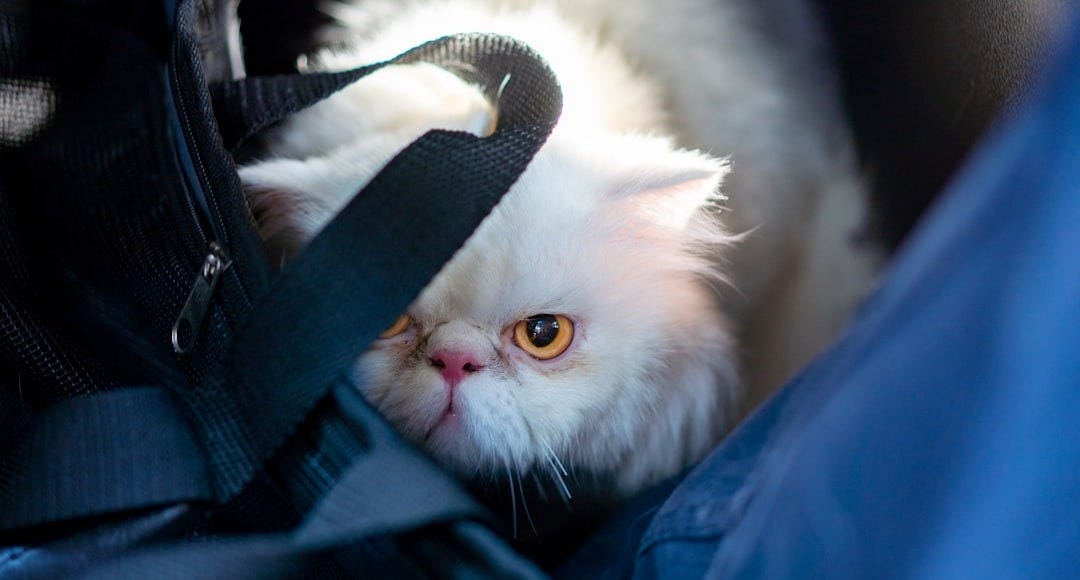 A fluffy white cat with intense golden eyes peers out from behind black bag straps, its face partially hidden in shadow. The cat’s expression looks fierce and grumpy to represent the author’s inner critic as sunlight highlights its fur.