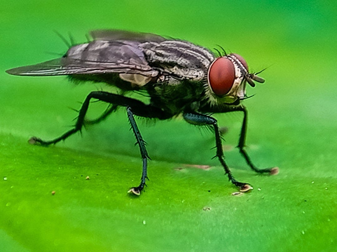 New World screw-worm fly (Rmd_17/shutterstock.com)