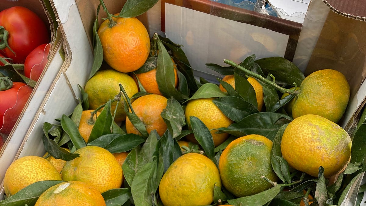 Did You Know. . . Oranges Are Naturally Green?